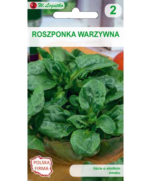 Roszponka Warzywna Verte De Cambrai Iv Viii Xi W Legutko Bricomarche Pl