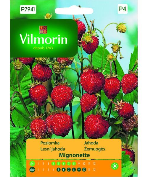 Poziomka Mignonette G Vilmorin Garden Bricomarche Pl