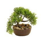 Bonsai W Doniczce 15 Cm Bricomarche Pl