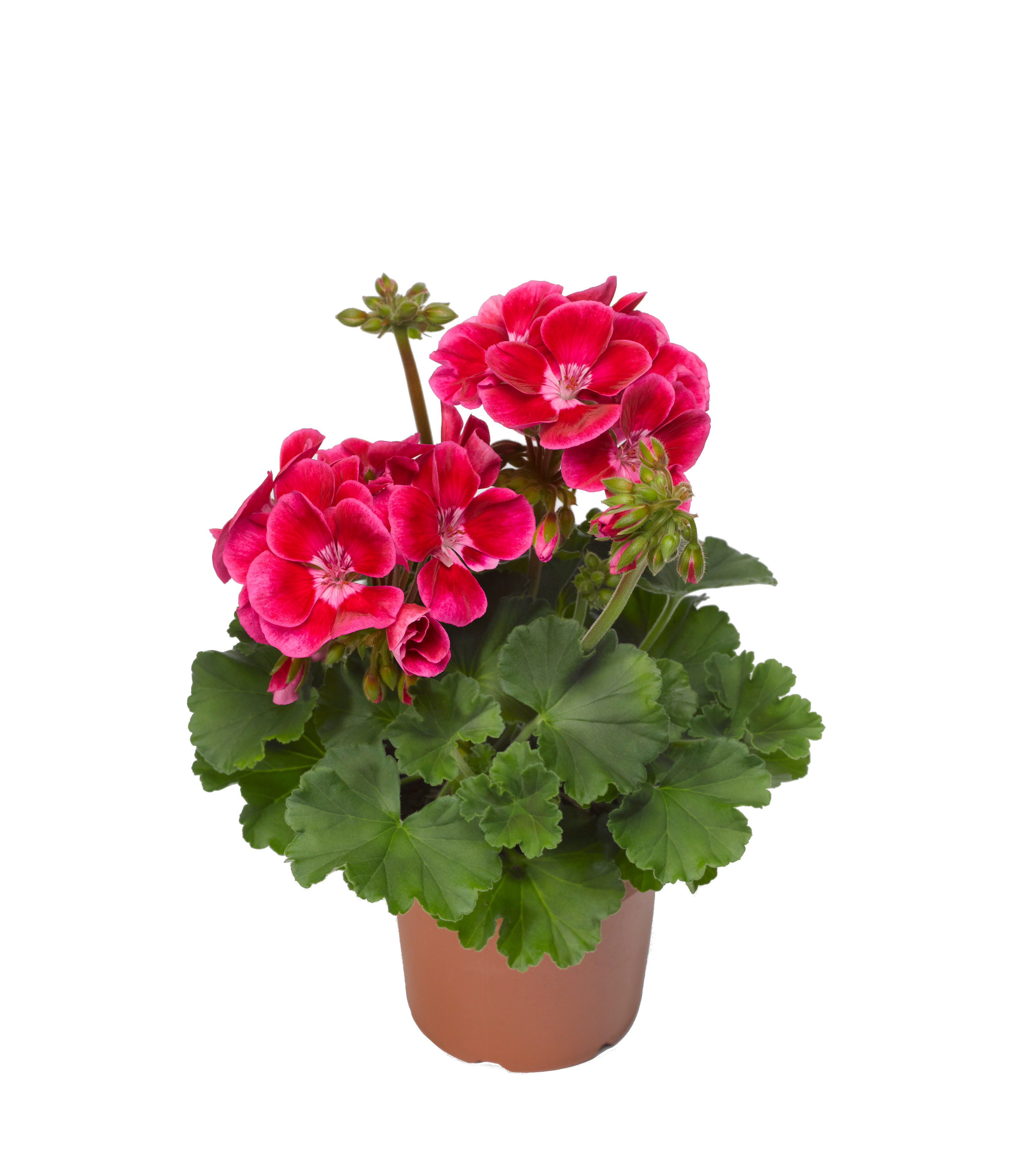 Pelargonia Rabatowa "Magic Eye" Wys. 30 Cm Don. 12 Cm - Bricomarche.pl