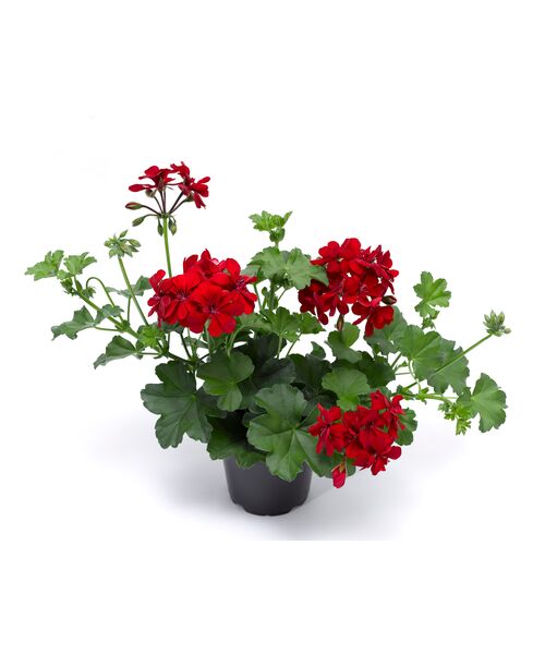 Pelargonia Bluszczolistna Kate Wys. 30 Cm Don. 12 Cm - Bricomarche.pl