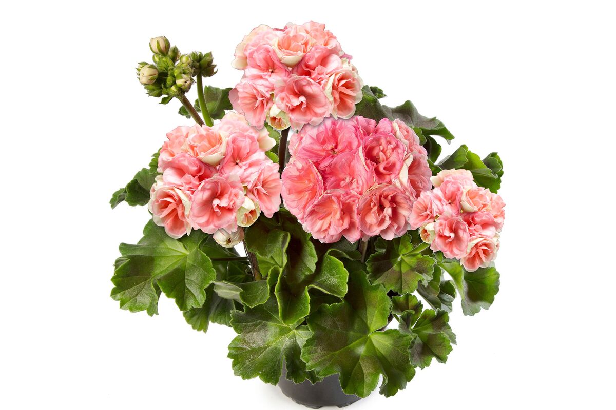 Pelargonium Rosebud Astrid Wys. 30 Cm Don. 12 Cm - Bricomarche.pl