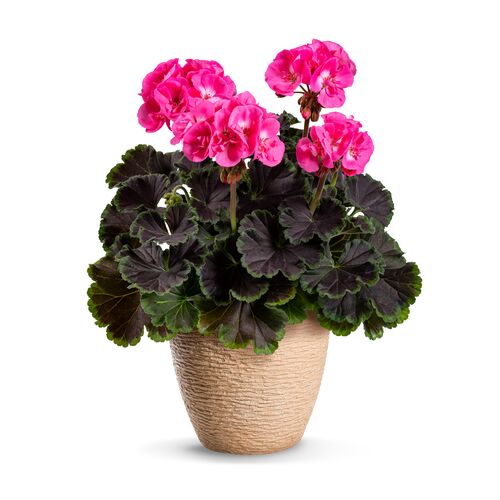 Pelargonium Chocolate Wys. 30 Cm Don. 12 Cm - Bricomarche.pl