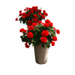 Pelargonia Rabatowa Leonardo, Victor, Trend Dark Red Wys. 30 Cm Don. 12 ...