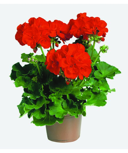 Pelargonia Rabatowa Diabolo, Wys.35 Cm, Don.12 Cm - Bricomarche.pl