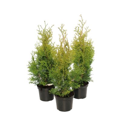 Żywotnik occidentalis Golden Brabant® wys. 30-70 cm don. 3 l