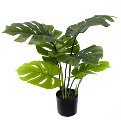 Monstera w donicy 60 cm